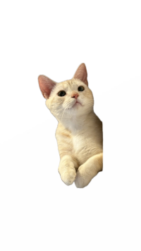 35590