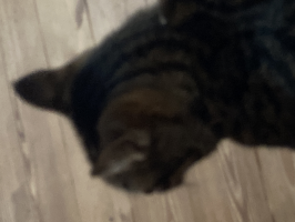 みょん
