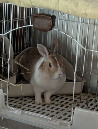 なっとう