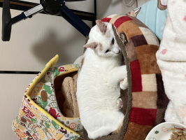 しろネコ