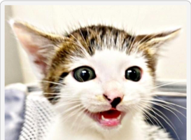 みぃにゃ