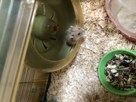 ハムちゃん