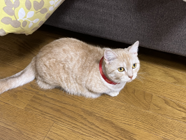 みやこ