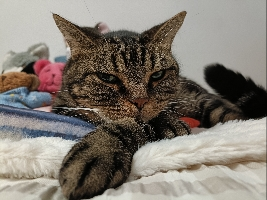 猫のソラ