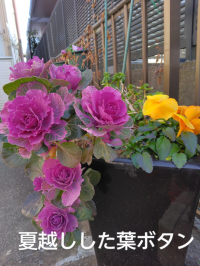 タツノオトシゴ