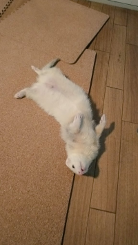 イタチノハハ