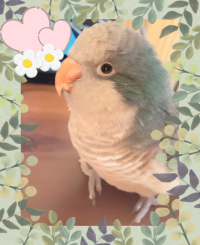 ドラちゃん