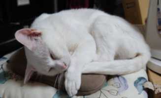 おしずん