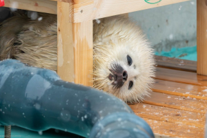 冷蔵庫 157L | 無印良品