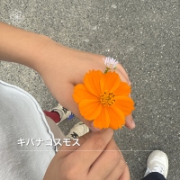 ゆかりんご