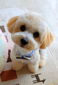 こぐまかあちゃん