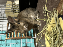 ふく