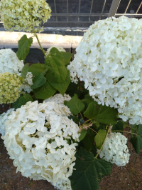 あかくろごましば