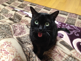 ねこのひげ