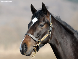 ステイオルフェ