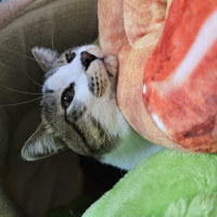 ＮＥＫＯ