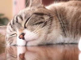 ねこ