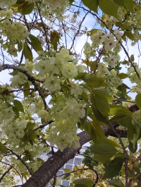 まあ