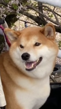 キューちゃん
