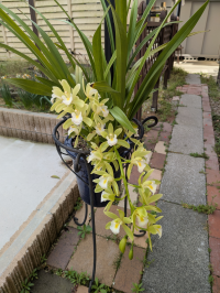 マツトミ