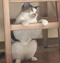 おはな