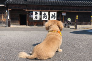 夏うさぎ