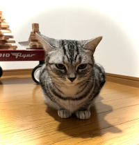 しままま