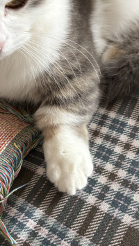 ねこ
