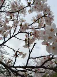 のこ