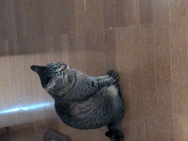 ちゃいちゃい