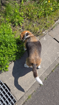 Mogu