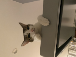 yy
