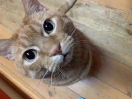のらねこ