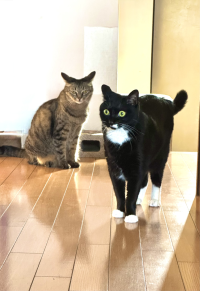 Kurococo