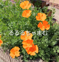 るるるちゃまむ