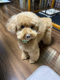 さくとし