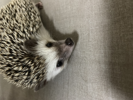 みすと
