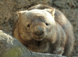 いし