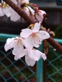 桜の花