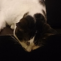 とん