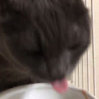 しっぽ