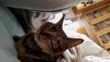 ななちゃん
