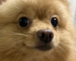ちゃま