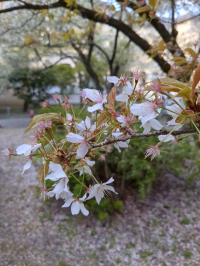 すばるぼし