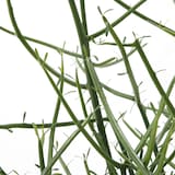 ミルクブッシュ　白丸鉢入り