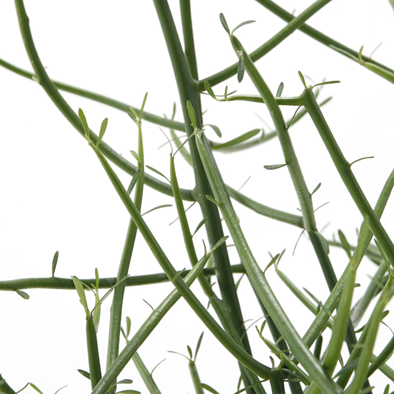 ミルクブッシュ　白丸鉢入り