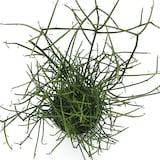 ミルクブッシュ　白丸鉢入り