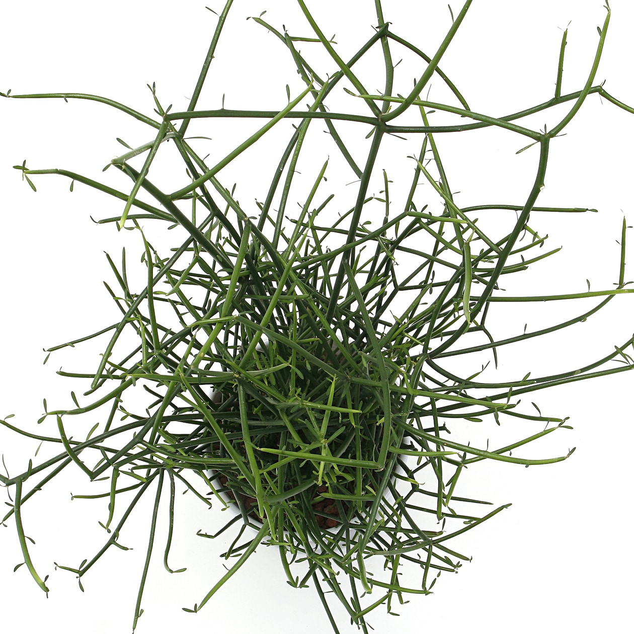 ミルクブッシュ　白丸鉢入り