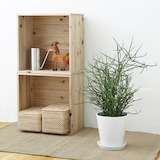 ミルクブッシュ　白丸鉢入り