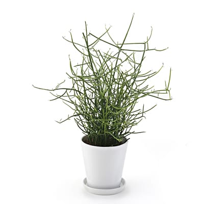 ミルクブッシュ　白丸鉢入り